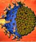 Rotavírus - hasmenéssel, hányással járó megbetegedés csecsemõknél